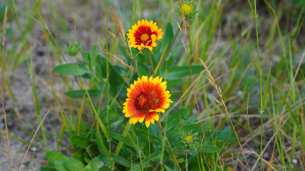 Wasaga Beach Provincial Park - Beach Area 4 | 2E8, 20 24th St N, Wasaga Beach, ON L9Z 2V9, Canada | Phone: (705) 429-2516