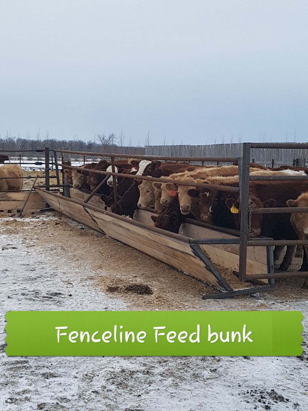 Circle A Ag | 1X0, Mile 84 Rd N, Seddons Corner, MB R0E 1X0, Canada | Phone: (204) 495-0505