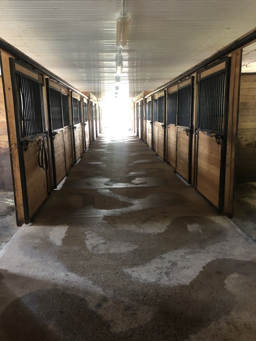 D7 Equestrian | 8285 Guelph Line, Campbellville, ON L0P 1B0, Canada | Phone: (416) 475-3754