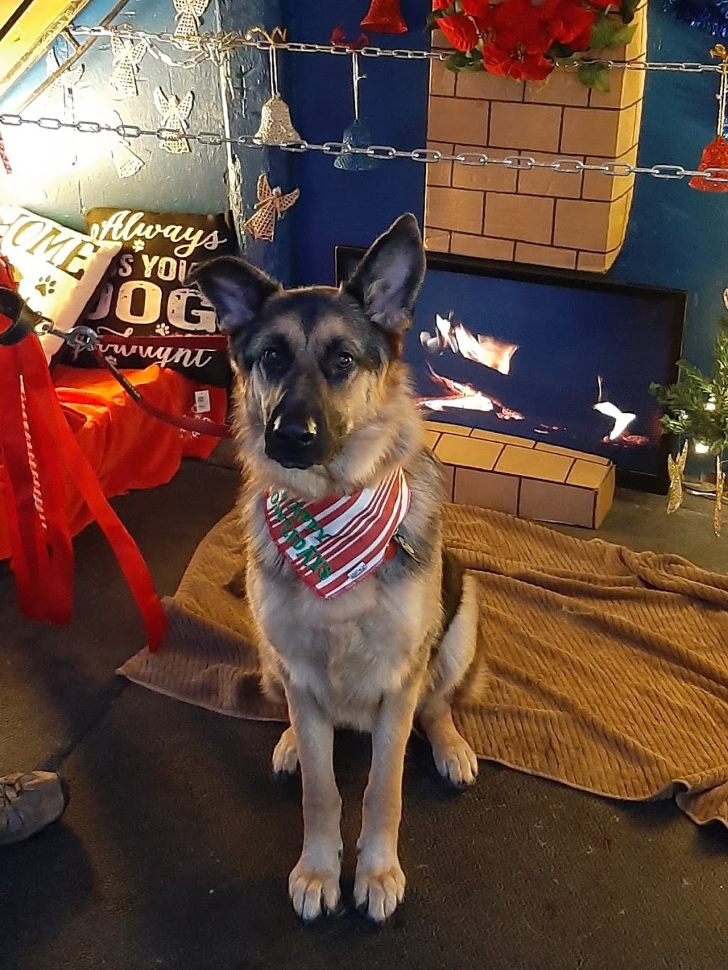 Good as Gold K9 School | 20927 McCowan Rd, Mount Albert, ON L0G 1M0, Canada | Phone: (905) 473-3318