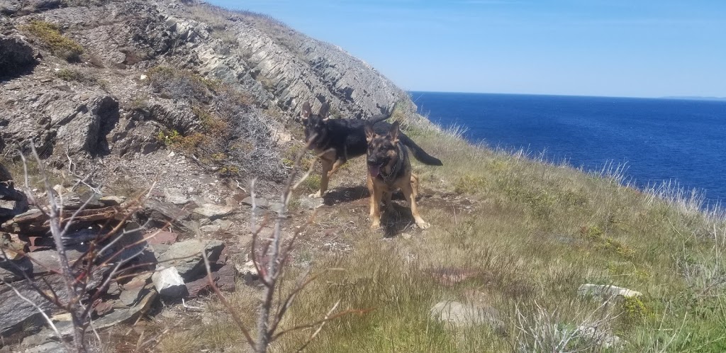 Brigus Seacliff | 44 Harbour Dr, Brigus, NL A0A 1K0, Canada | Phone: (709) 528-4488