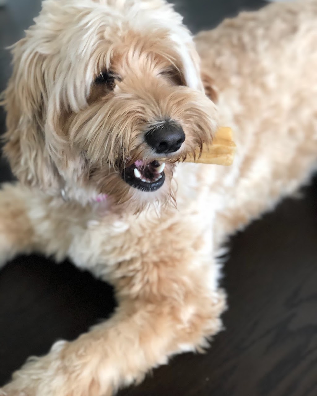 Yippie Yak Natural Dog Chews | 1277 Union Rd, Victoria, BC V8P 2J5, Canada | Phone: (250) 589-0459