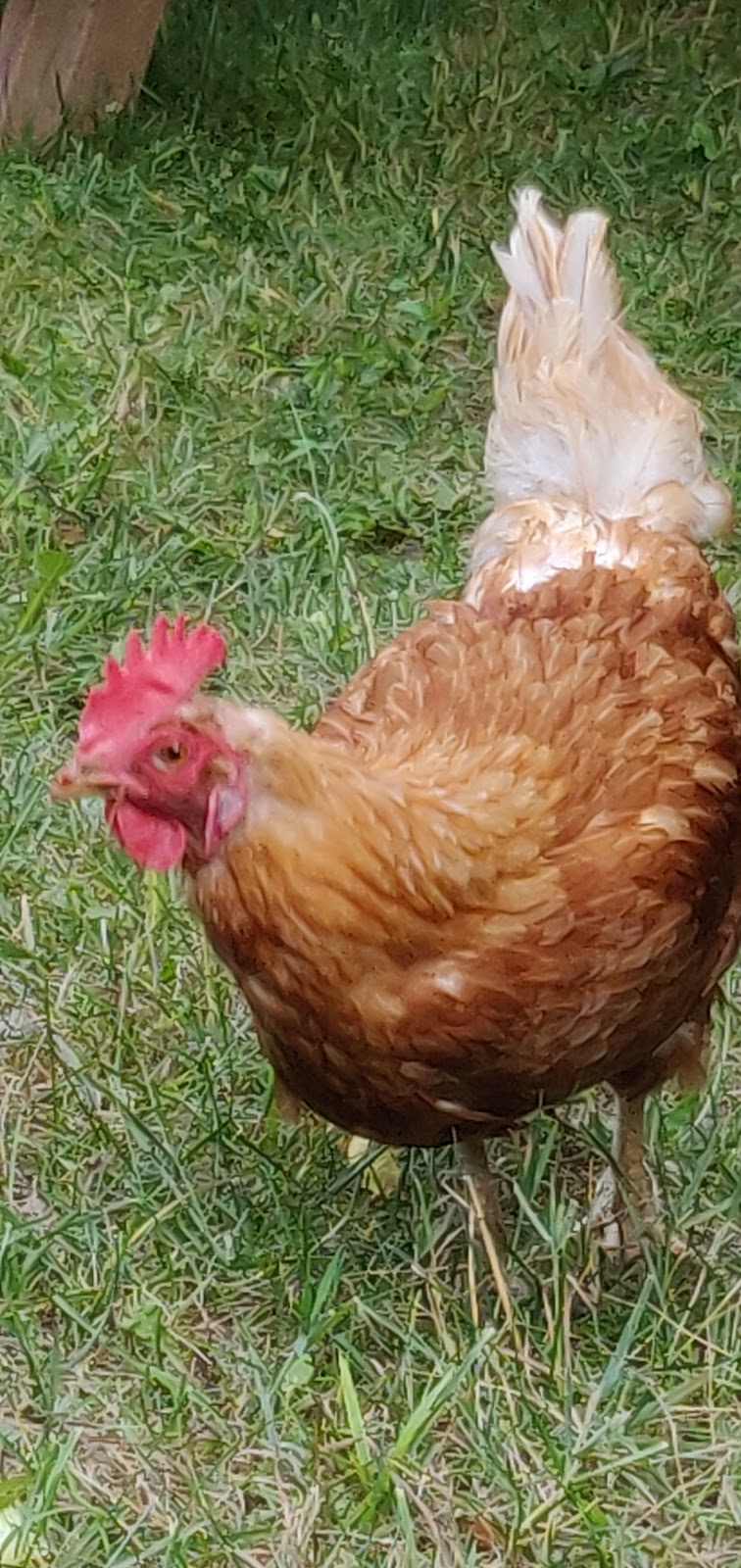 Villa Vida Loca Farm Market | 13350 ON-12, Sunderland, ON L0C 1H0, Canada | Phone: (416) 520-0249