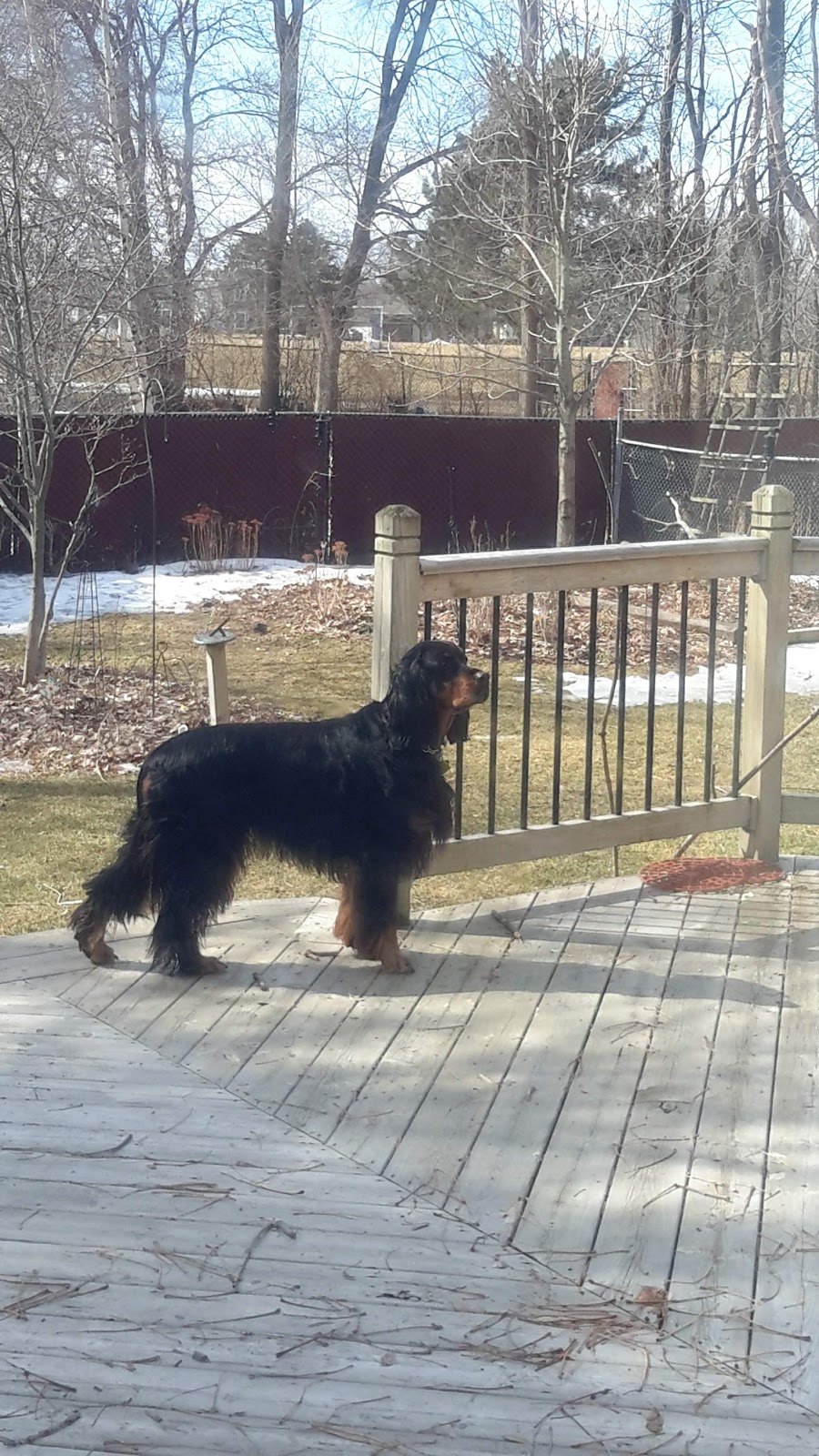 Benacres Kennel | South Frontenac, ON K0H, Canada | Phone: (613) 353-7767