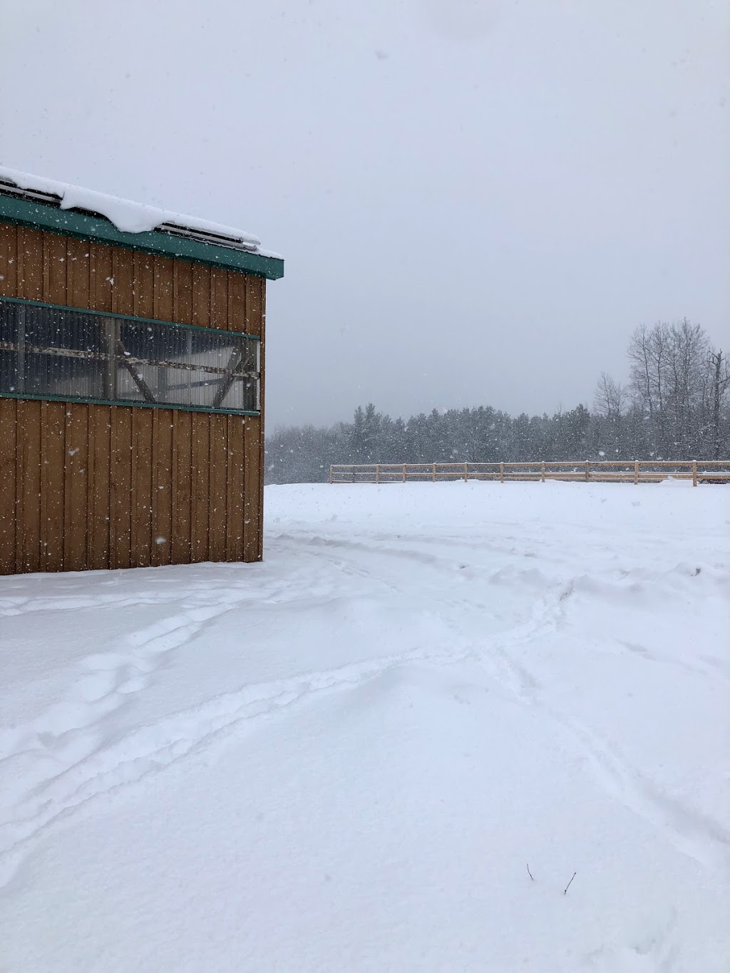 Carter Sport Horses | 670 Wilson Line, Cavan, ON L0A 1C0, Canada | Phone: (647) 913-5344