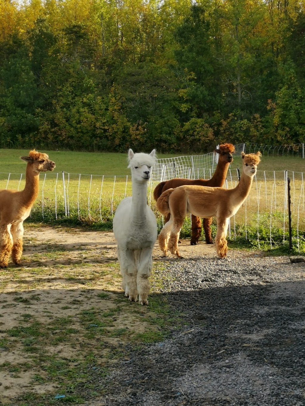 Silver Birch Alpacas | 4650 County Rd 9, Greater Napanee, ON K7R 3K8, Canada | Phone: (416) 802-7750