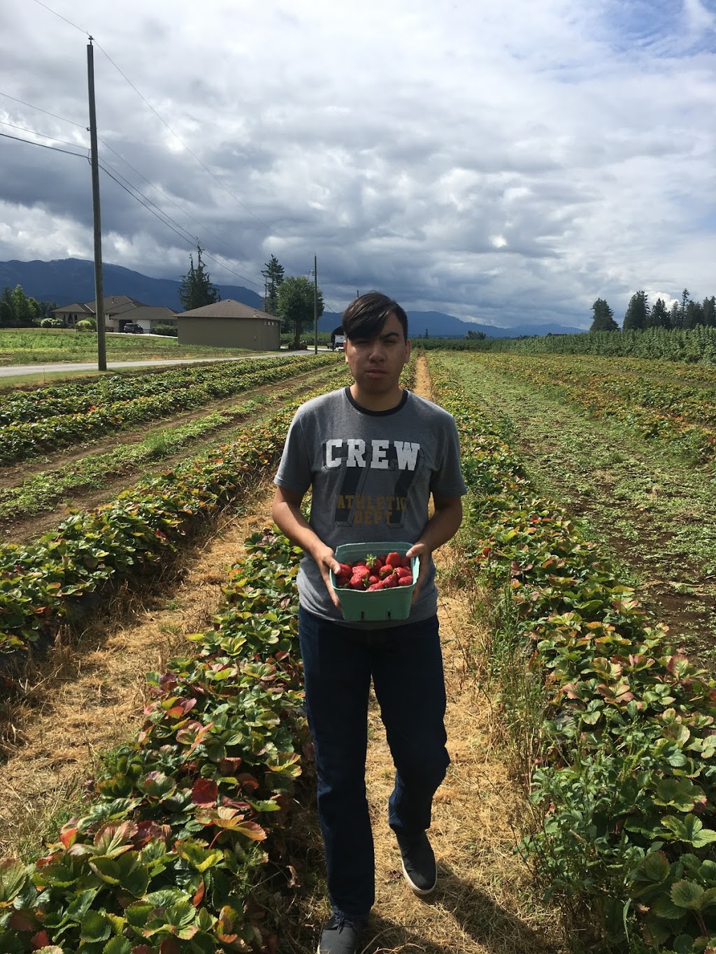 Willems Berry Farm | 33736 Vye Rd, Abbotsford, BC V2S 8A9, Canada | Phone: (604) 864-1149