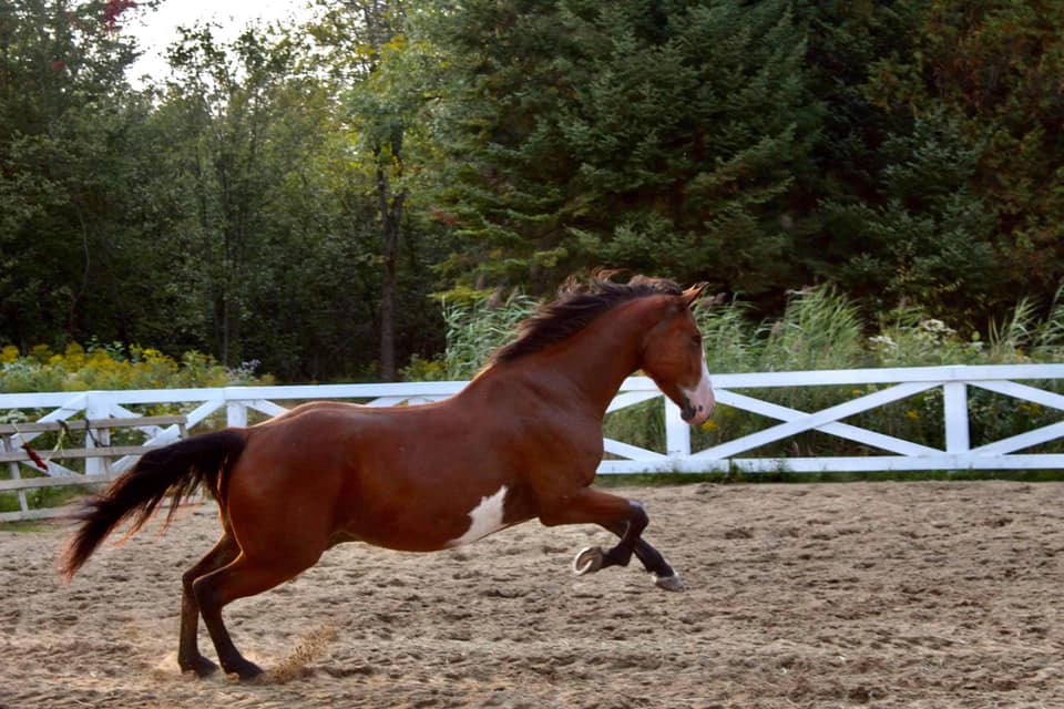 Ranch Traversy | 320 Rte OBrien, Lefebvre, QC J0H 2C0, Canada | Phone: (819) 473-3450