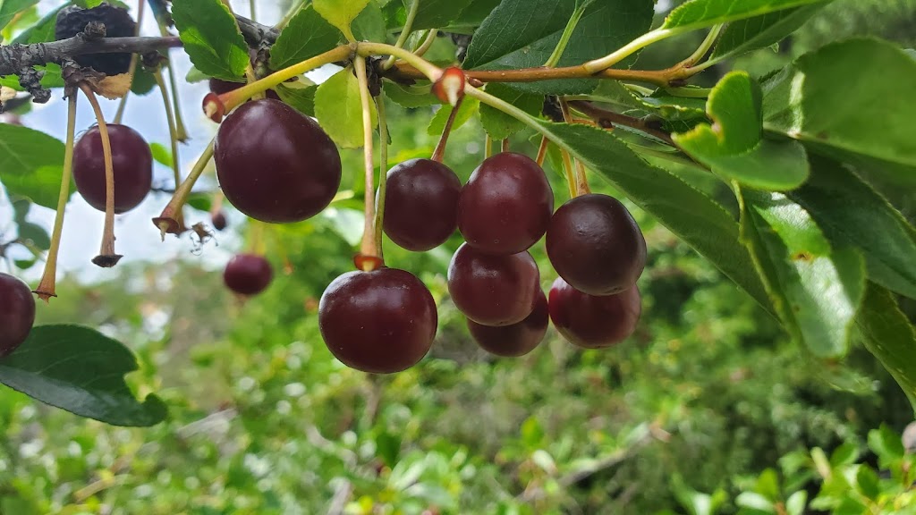 Bruno Cherry Sunday (Festival) | Ursuline Ave, Bruno, SK S0K 0S0, Canada | Phone: (306) 369-2514