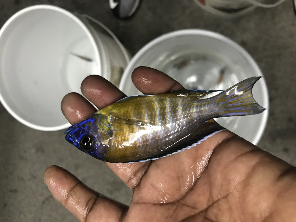 Rainbow Aquarium | 80 Nashdene Rd unit #79, Scarborough, ON M1V 5E4, Canada | Phone: (416) 300-7993