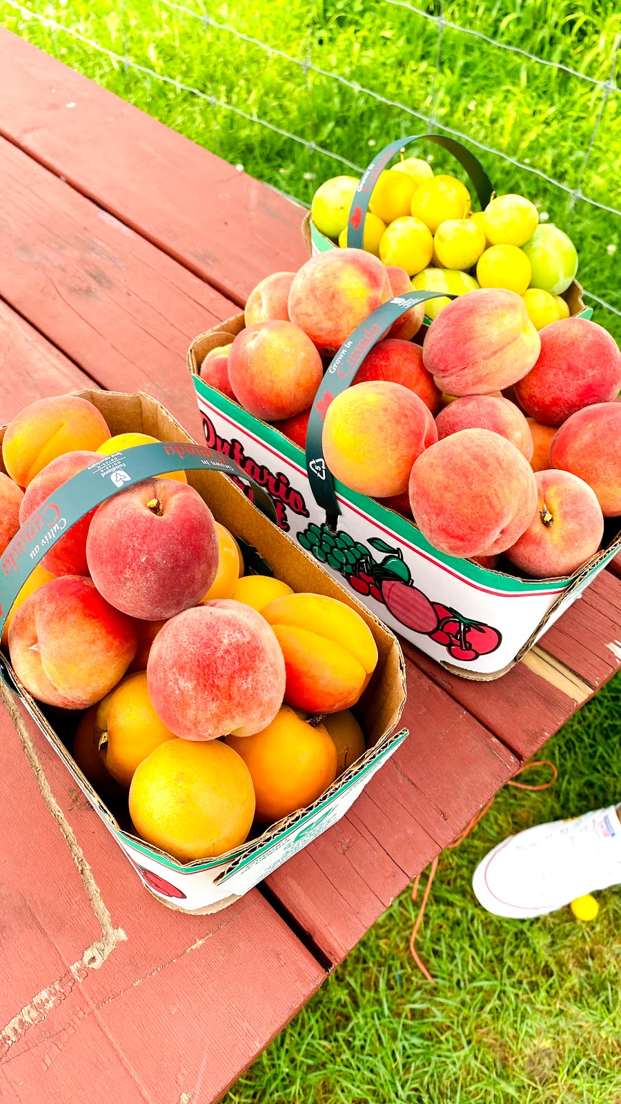 Cherry Avenue Farms | 4303 Cherry Ave, Vineland Station, ON L0R 2E0, Canada | Phone: (905) 562-5481