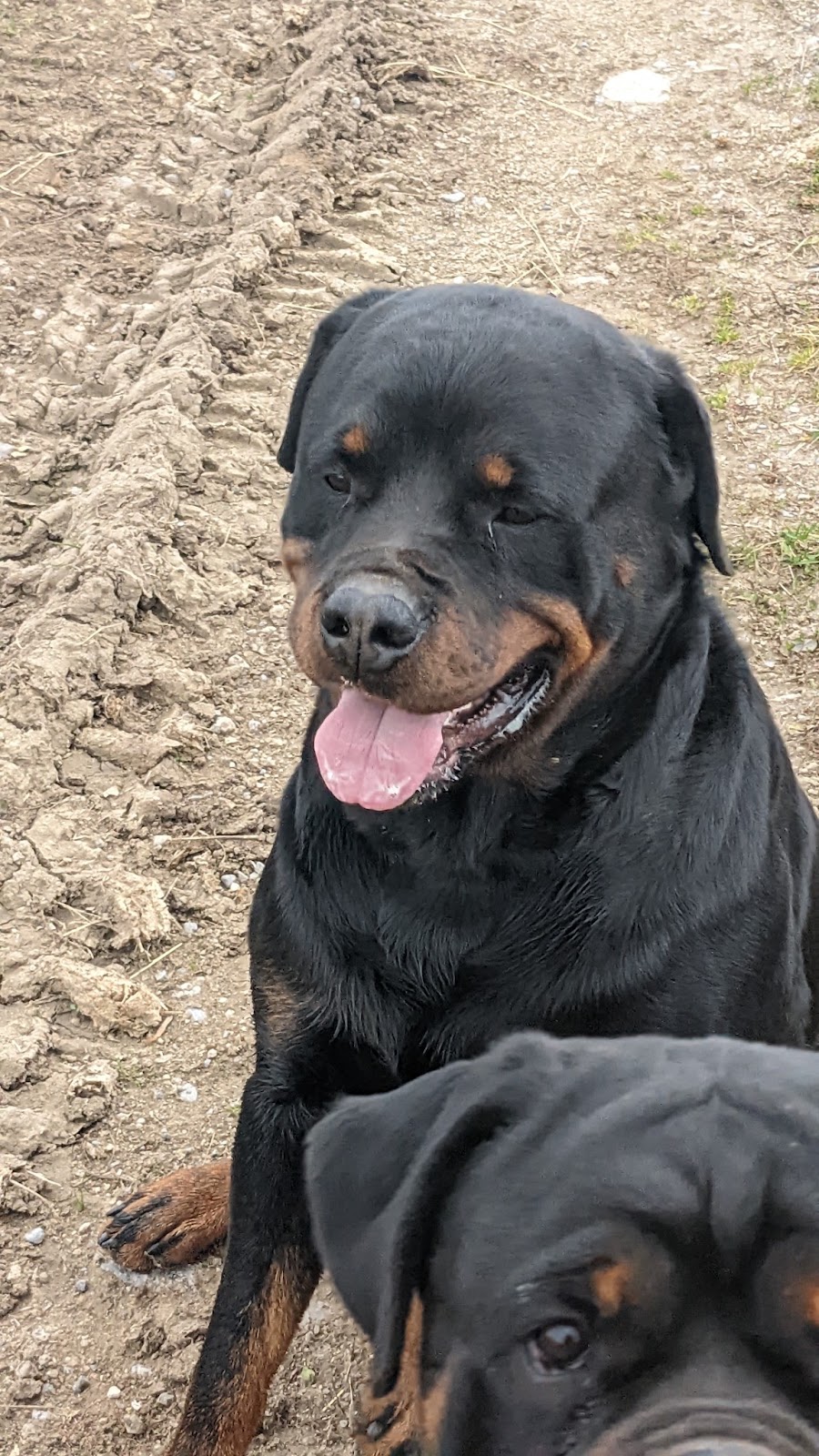 Colossal Onyx Rottweilers | 4956 Fifth Line, Erin, ON N0B 1T0, Canada | Phone: (519) 827-6620