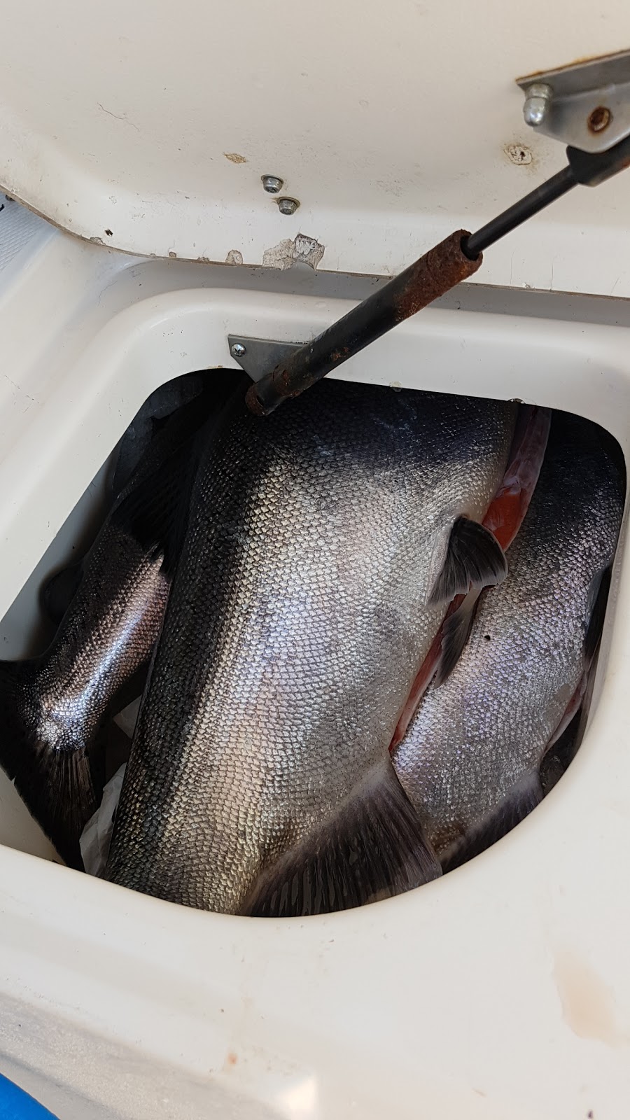 Bonefish Charters | 675 Prowse Rd, Gibsons, BC V0N 1V8, Canada | Phone: (604) 790-3474
