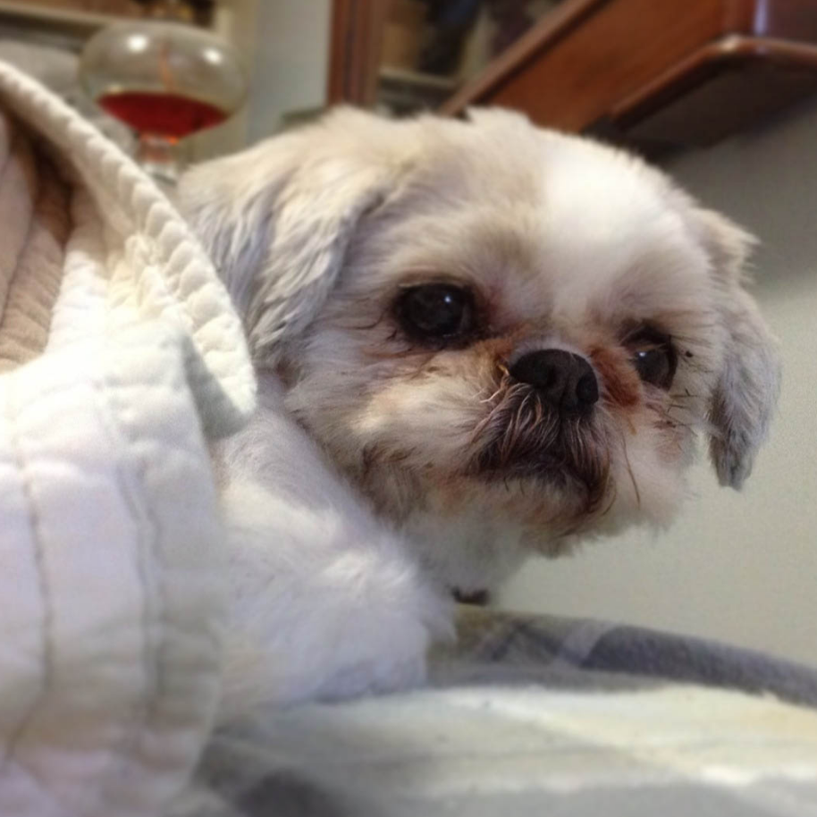 Brendas Dog Spa | 2171 Dunwin Dr #10, Mississauga, ON L5L 1X2, Canada | Phone: (647) 968-6722