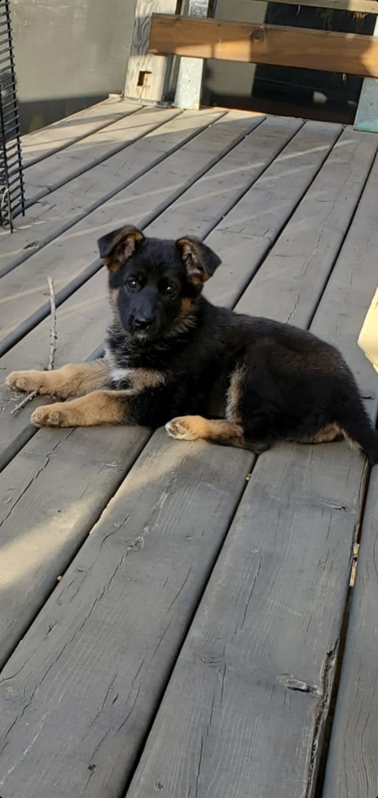 Westside German Shepherds | South east 18 -16-27 W2, Saskatchewan St W, Moose Jaw, SK S6H 4R3, Canada | Phone: (306) 693-2694