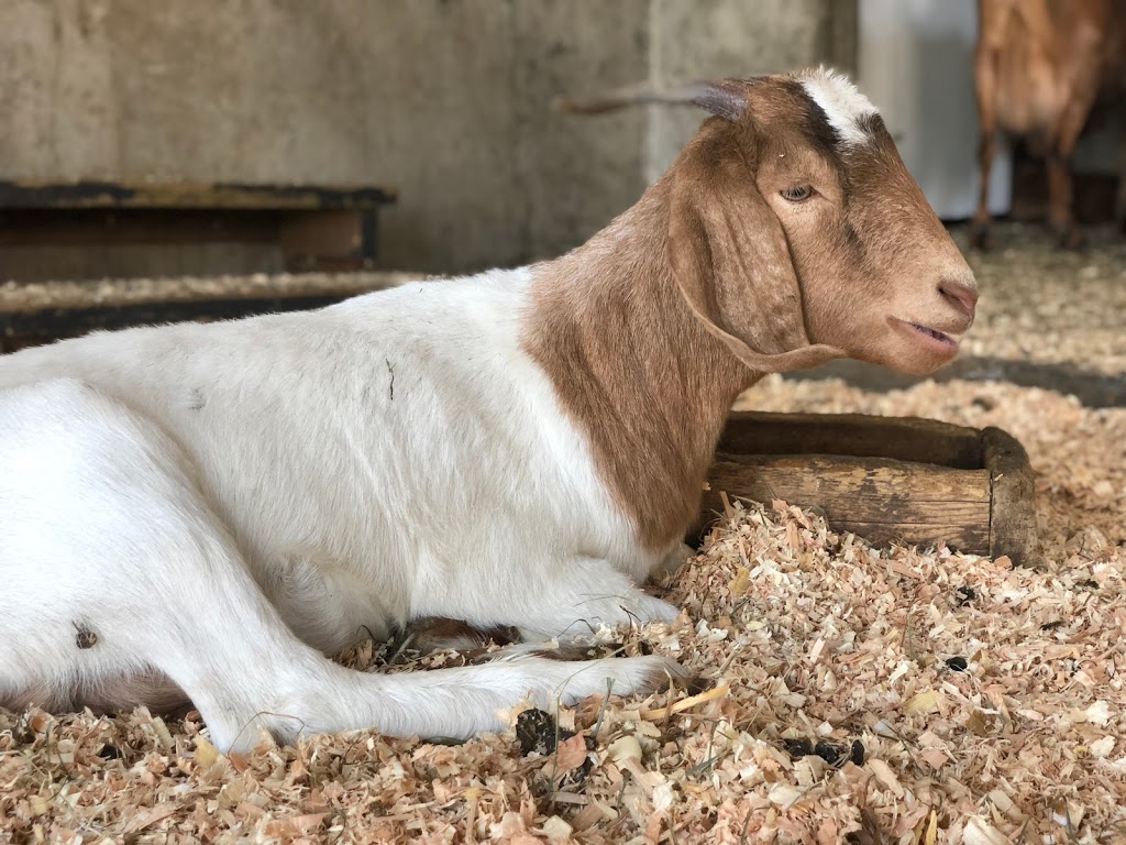 EcoDairy | 1356 Sumas Way, Abbotsford, BC V2S 8R1, Canada | Phone: (604) 557-5481