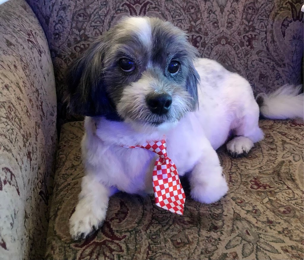 Panorama Paws Dog Grooming | 5878 151 St, Surrey, BC V3S 3T2, Canada | Phone: (778) 893-0114