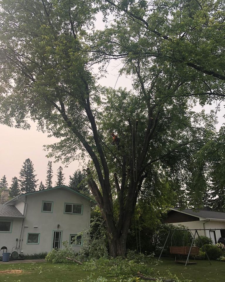 ASAP Tree & Stump Ltd | 130 Haarsma St, East Saint Paul, MB R2E 0M8, Canada | Phone: (204) 663-3889