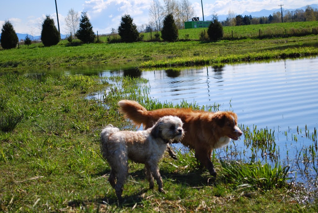Time 4 Dogs Boarding Kennel | 27624 Watson Rd, Abbotsford, BC V4X 1P4, Canada | Phone: (604) 857-4928