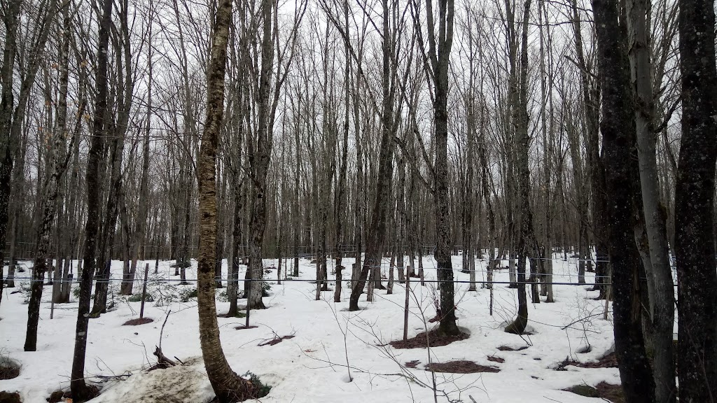Erabliere Yves Dusablon | 12 Rue des Hêtres, Sainte-Brigitte-de-Laval, QC G0A 3K0, Canada | Phone: (581) 777-3992