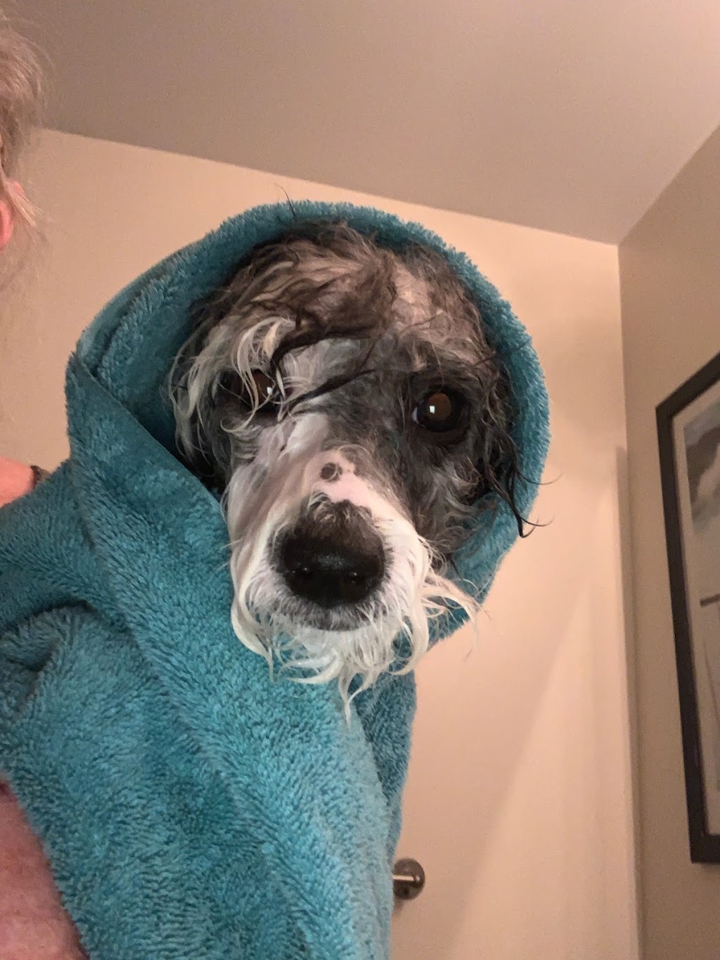 Wags Grooming Salon | 6 Beatrice Ln, Barrie, ON L4M 7H2, Canada | Phone: (613) 242-8100