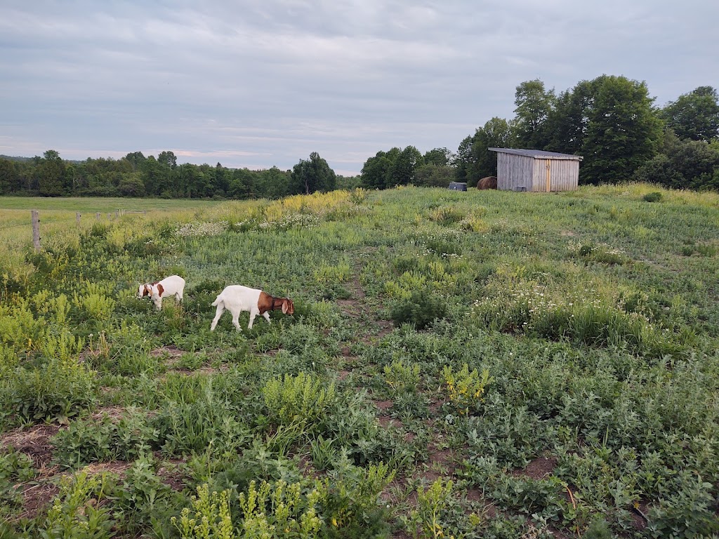 Sientsts Nature Farm | 968 Spry Rd, Marmora, ON K0K 2M0, Canada | Phone: (613) 325-5799
