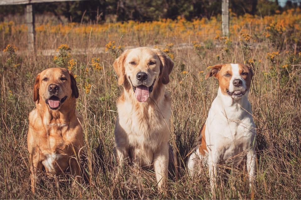 Chelseas Canine Training & Photography | Bradmon Dr, St. Catharines, ON L2M 1T4, Canada | Phone: (905) 933-8236