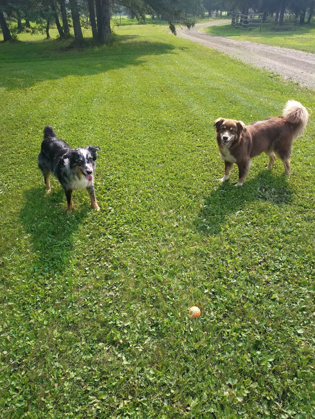 Chettske Homestead | 454046 Range Rd 75, Alder Flats, AB T0C 0A0, Canada | Phone: (780) 983-4812