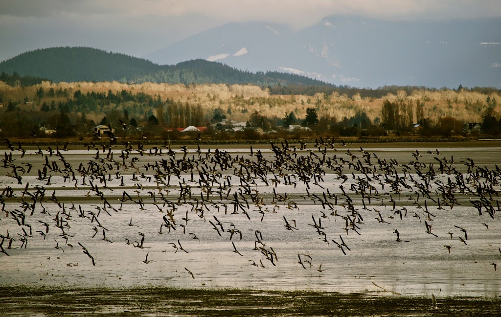 Alice Bay | 11794 Scott Rd, Bow, WA 98232, USA | Phone: (360) 708-7535