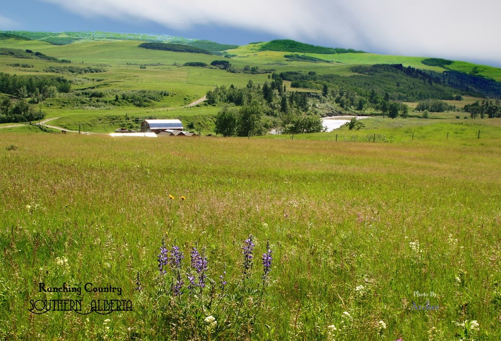 Archer Photo | 45 Westlynn Dr, Claresholm, AB T0L 0T0, Canada | Phone: (403) 700-9633