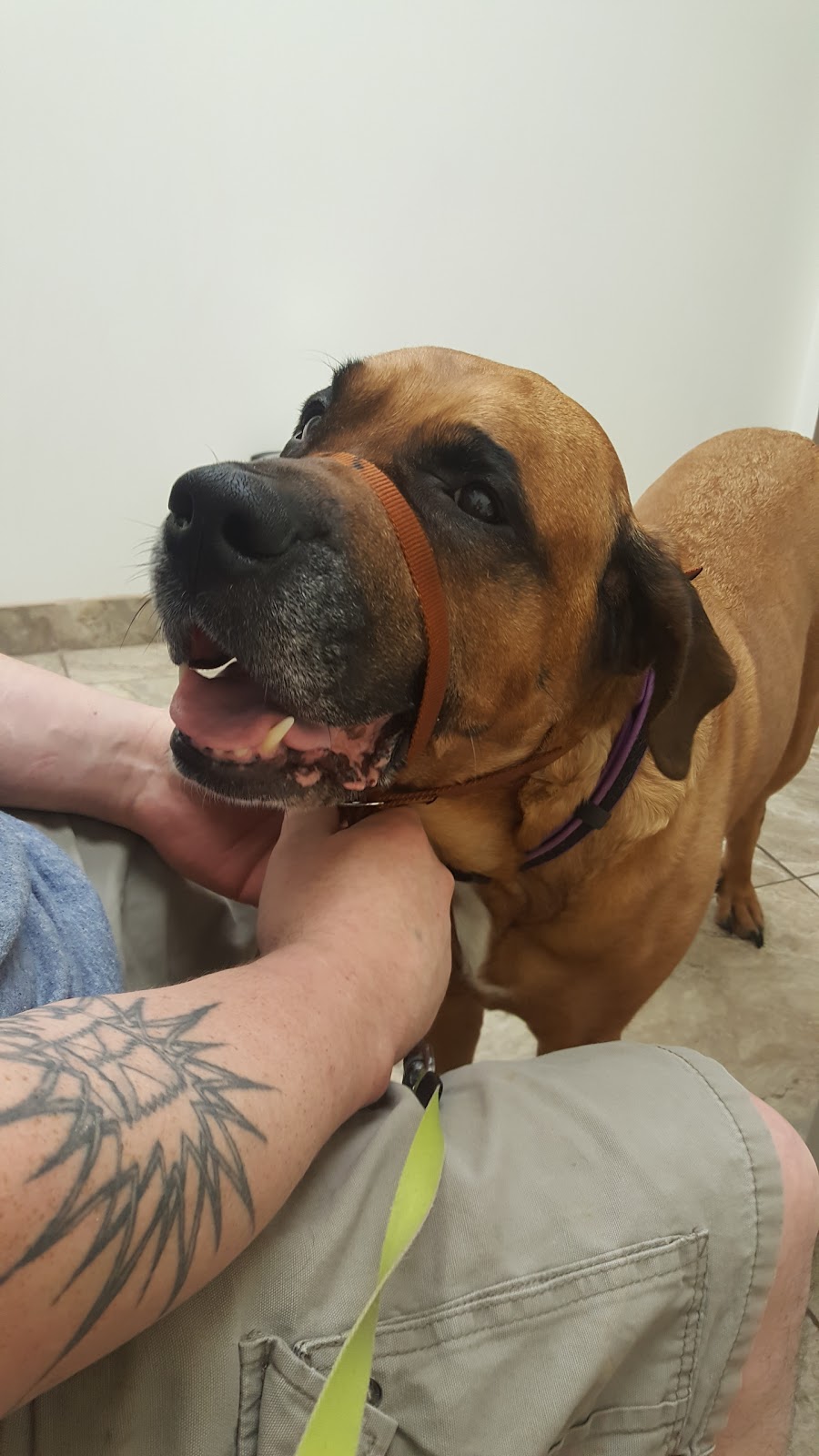 College Park Animal Hospital | 1000 Finch Dr #7, Sarnia, ON N7S 6G5, Canada | Phone: (519) 332-5656
