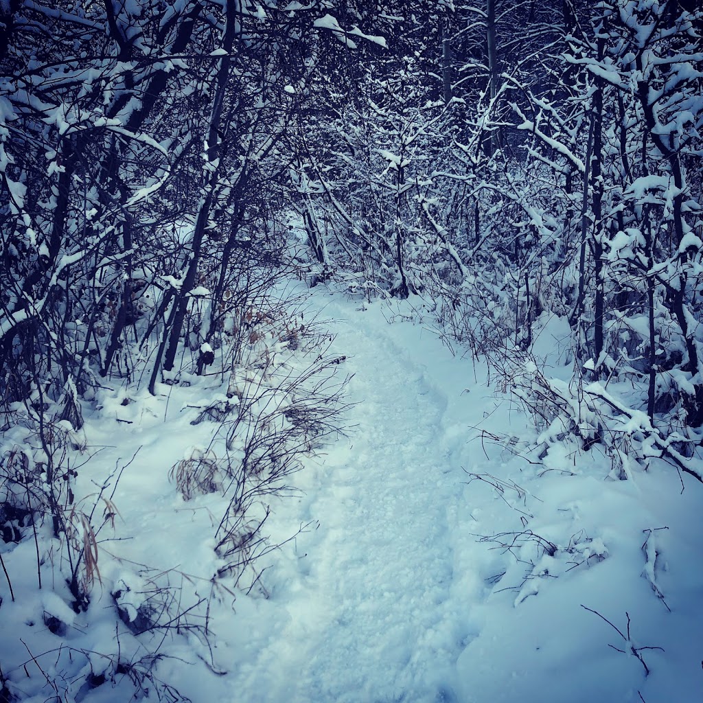 Douglas Fir Trail (east) | 175 Bow River Pathway, Calgary, AB T3C 3A6, Canada