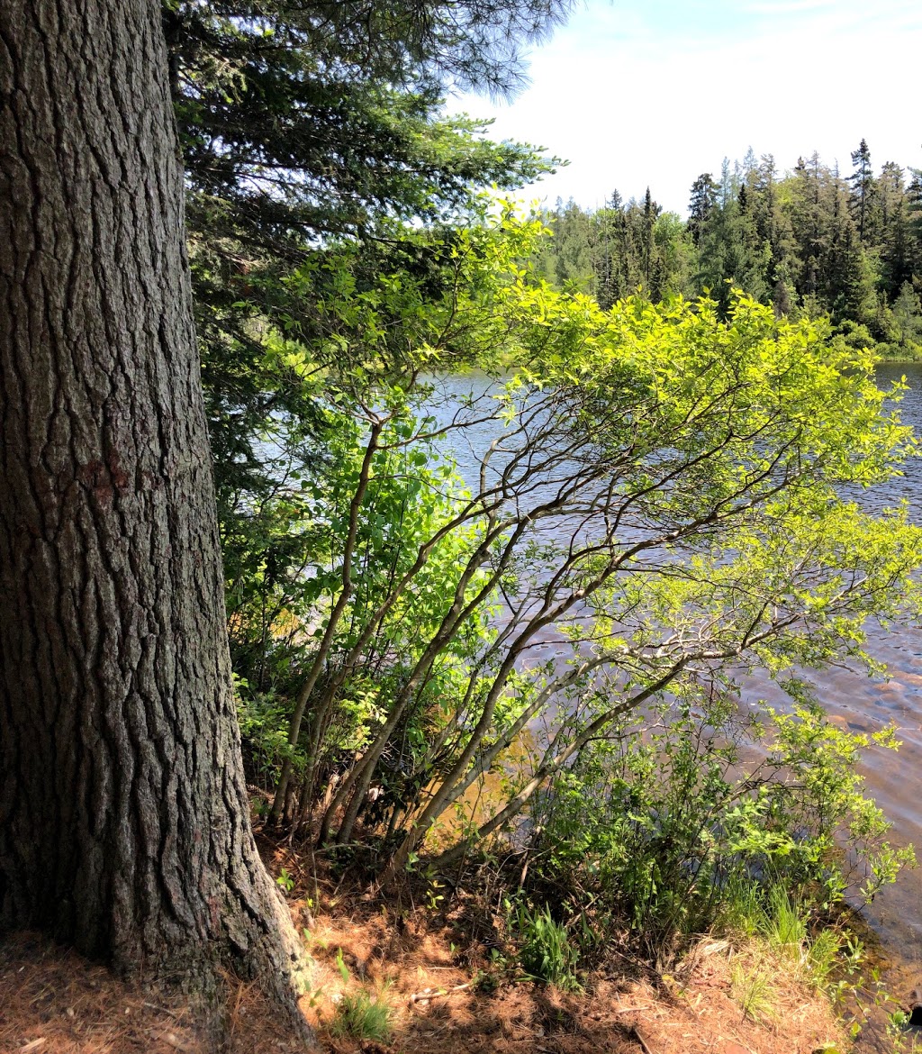 Algonquin Highlands Trails | 1123 North Shore Rd, Algonquin Highlands, ON K0M 1J1, Canada | Phone: (705) 766-9033
