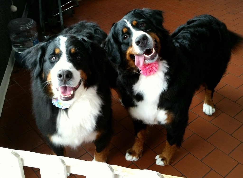 Royal Pet Spa | 140 Thorold Rd, Welland, ON L3C 3V5, Canada | Phone: (905) 735-7297