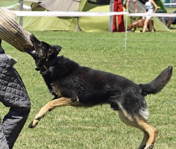 Alpha Dog Training | 33206 14 Ave, Mission, BC V2V 2P6, Canada | Phone: (416) 875-9453