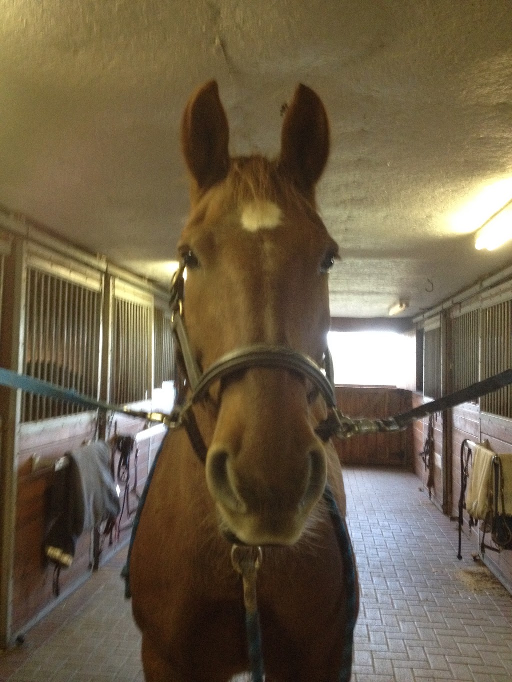 Eddo Hoekstra Dressage | 2833 County Rd 29, Peterborough, ON K9J 6X5, Canada | Phone: (705) 876-9242