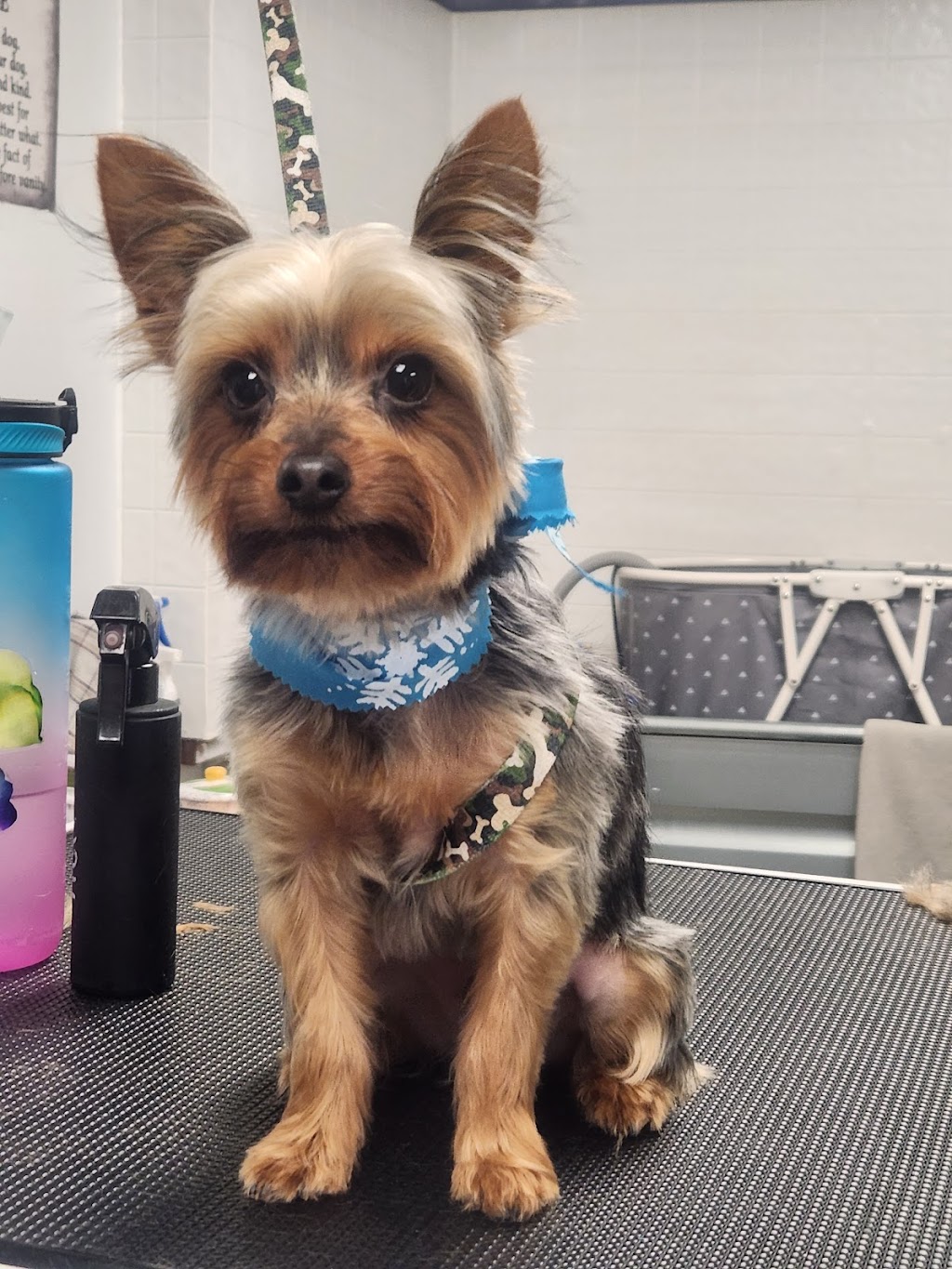 Pup Scrubs | 257 Talbot Street Rear, St Thomas, ON N5P 1B3, Canada | Phone: (519) 694-8827