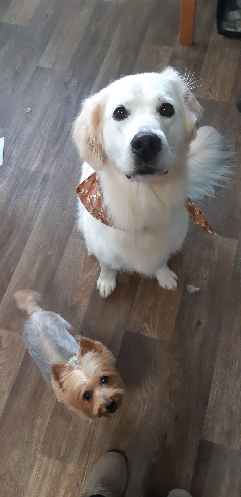 Spiffy Pups Pet Grooming | 431 Bruce St, Hepworth, ON N0H 1P0, Canada | Phone: (647) 457-7061