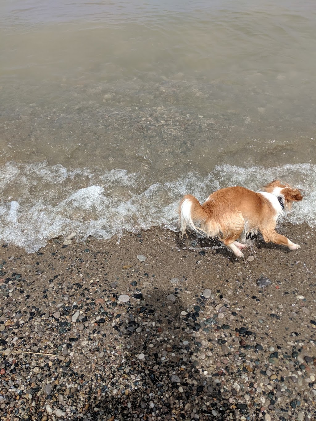 Pinery Provincal Park Dog Beach Area 1 | Lambton Shores, ON N0M 1T0, Canada