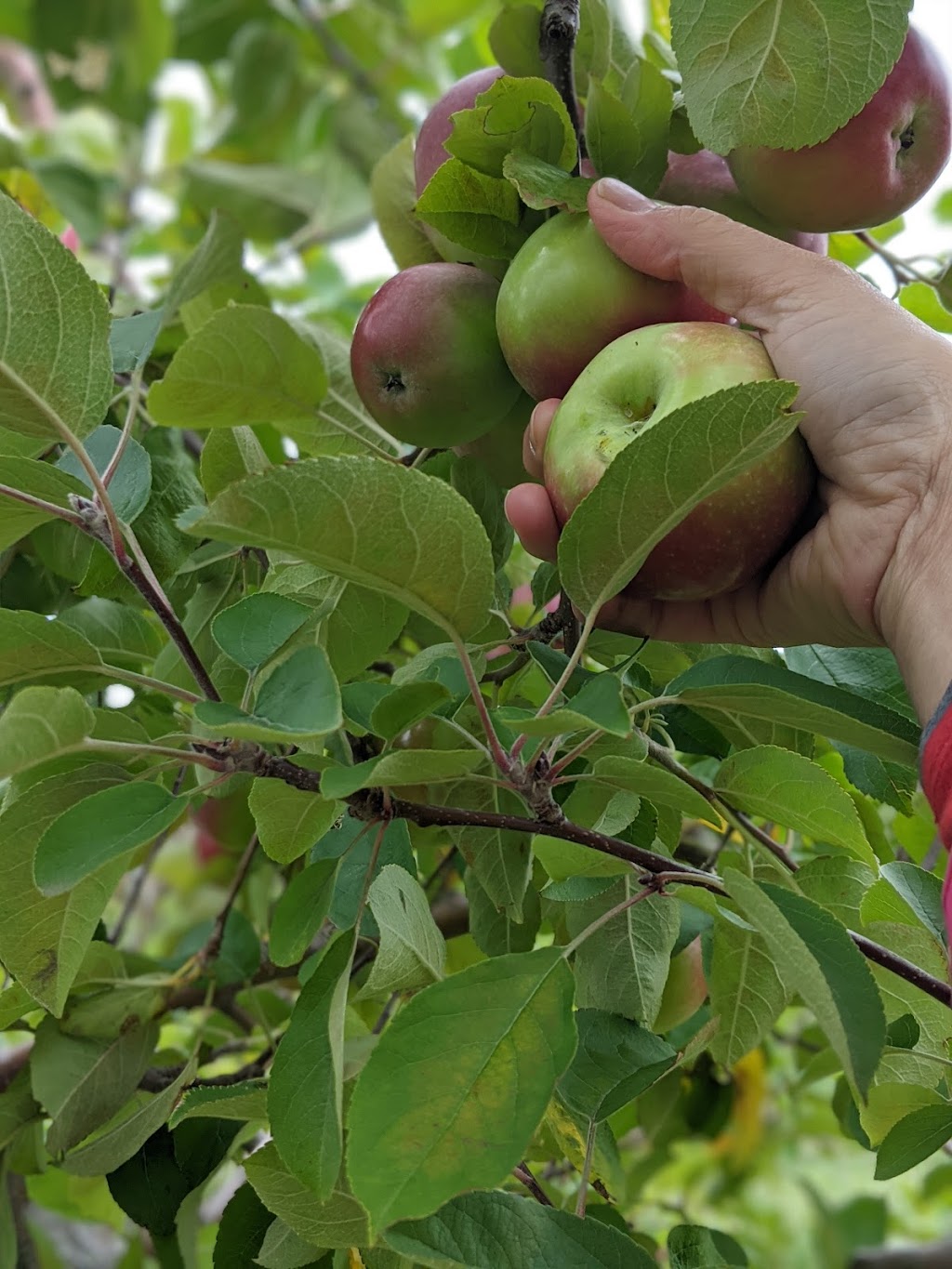 Bostwicks U-Pick Apples | 3469, NB-845, Long Reach, NB E5S 1X5, Canada | Phone: (506) 763-2943