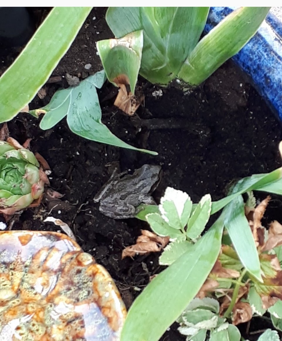 THE Glenmore FROG HUT | 2550 Hollywood Rd N, Kelowna, BC V1V 2S6, Canada | Phone: (778) 764-5122