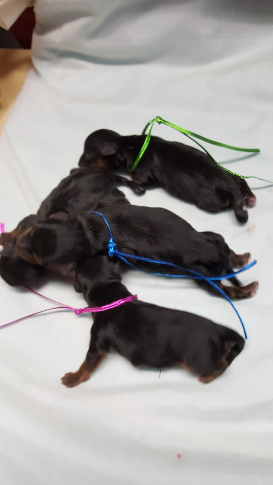 Wingrove Veterinary Svc | 8737 Wellington Rd 124, Guelph, ON N1H 6H7, Canada | Phone: (519) 856-9541