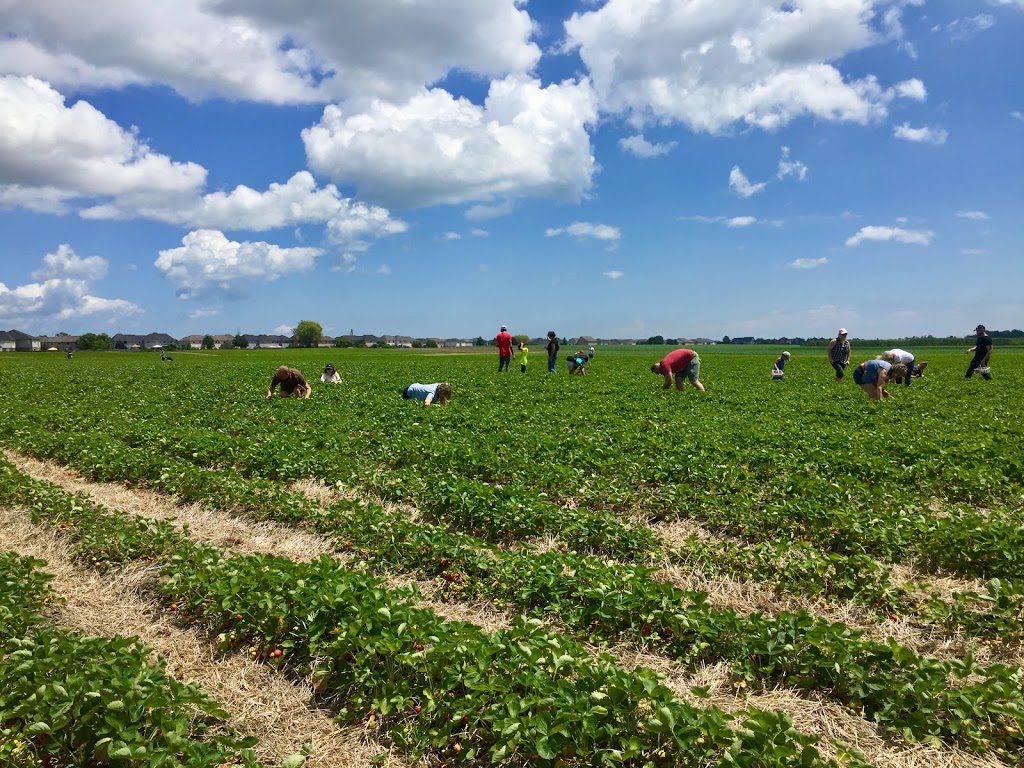 Watson Farms PYO | 2287 Durham Regional Hwy 2, Bowmanville, ON L1C 3K3, Canada | Phone: (905) 623-7252