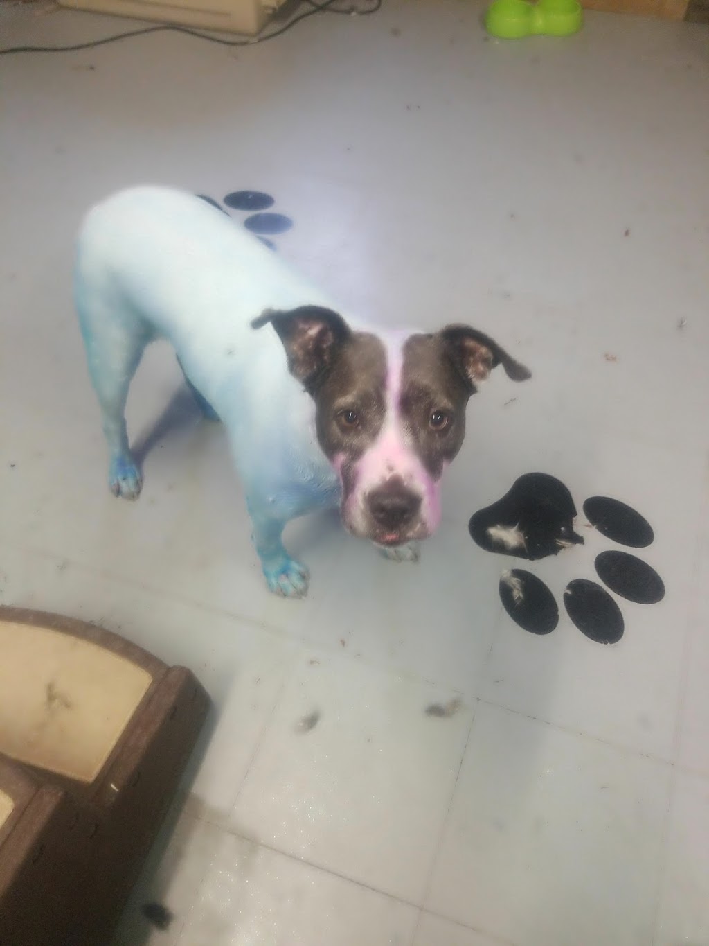 Perfect Pooch | 9192 Talbot St W, Blenheim, ON N0P 1A0, Canada | Phone: (519) 437-2538