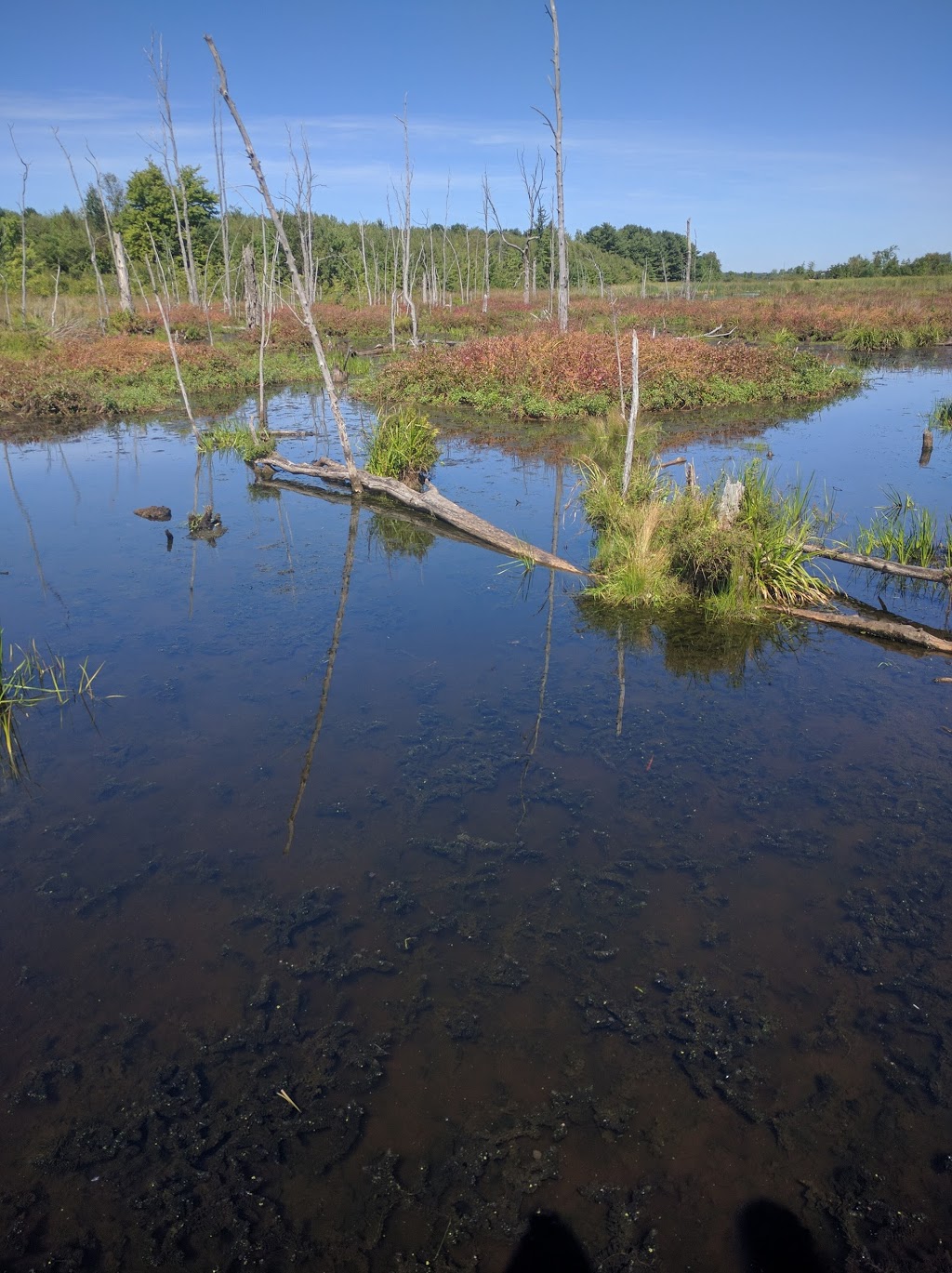 Missisquoi National Wildlife Refuge Admin Building And Visitor C | 29 Tabor Rd, Swanton, VT 05488, USA | Phone: (802) 868-4781