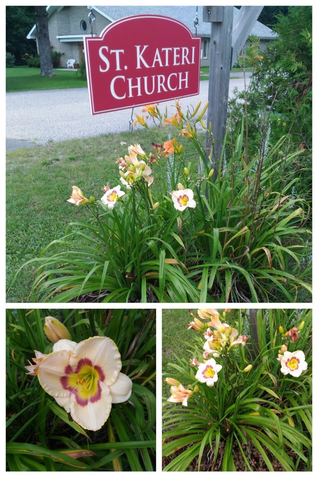 Near North Daylilies | 1036 Old Highway 117, Baysville, ON P0B 1A0, Canada | Phone: (705) 767-3601
