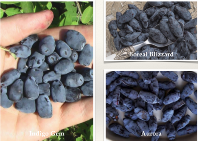 Agriforest Bio-Technologies Ltd | 4290 Wallace Hill Rd, Kelowna, BC V1W 4B6, Canada | Phone: (250) 764-2224