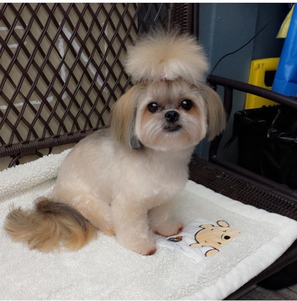 CubeStudio dog grooming | 48 Honey St, Cambridge, ON N1T 2C9, Canada | Phone: (647) 855-1083
