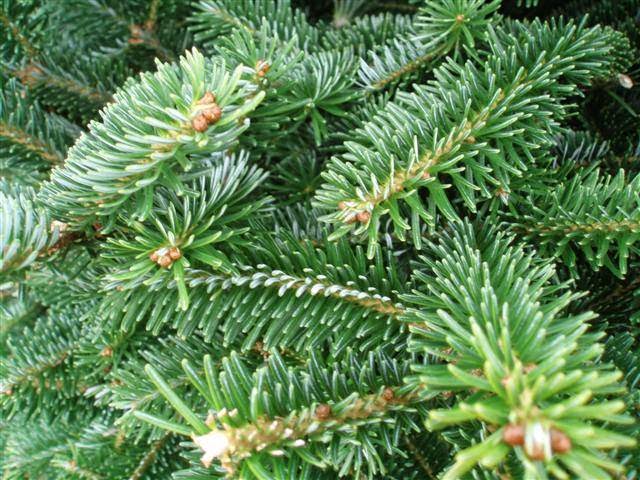 Harris Road Christmas Tree Farm | 13533 Harris Rd, Pitt Meadows, BC V3Y 2T3, Canada | Phone: (604) 460-9500
