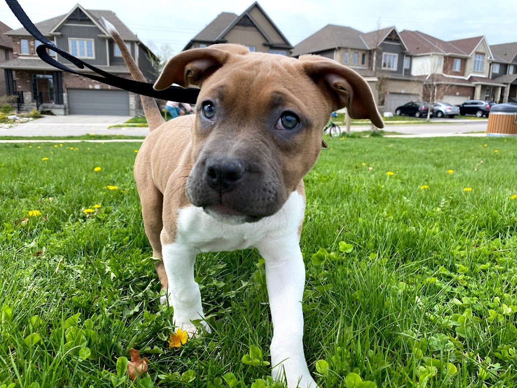 Noble K9 | 549 Trussler Rd, Kitchener, ON N2E 0C3, Canada | Phone: (226) 978-1090